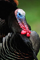 Wild Turkey (Meleagris gallopavo), male displaying, New Braunfels, San Antonio, Hill Country, Central Texas, USA, March.