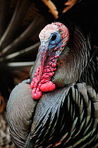 Wild Turkey (Meleagris gallopavo), male displaying, New Braunfels, San Antonio, Hill Country, Central Texas, USA, March.