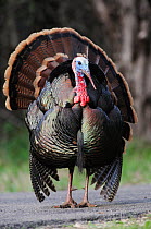 Wild Turkey (Meleagris gallopavo), male displaying on road, New Braunfels, San Antonio, Hill Country, Central Texas, USA, March.