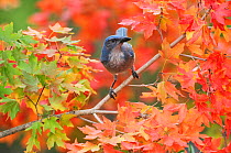 Western Scrub-Jay (Aphelocoma californica), adult on autumn leaves of Bigtooth Maple (Acer grandidentatum), Hill Country, Central Texas, USA, November.