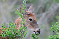White-tailed Deer (Odocoileus virginianus), buck eating berries. Laredo, Webb County, South Texas, USA, April.