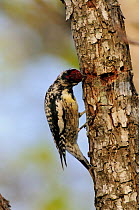 Yellow-bellied Sapsucker (Sphyrapicus varius) male at sap well, New Braunfels, Hill Country, Central Texas, USA, March.