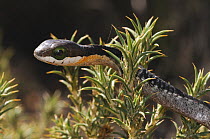 Boomslang (Dispholidus typus) juvenile. Swartberg nature reserve, Western Cape, South Africa, April.