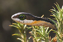 Boomslang (Dispholidus typus) juvenile. Swartberg nature reserve, Western Cape, South Africa, April.