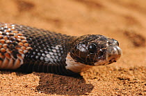 Shield-nose Snake (Aspidelaps scutatus), adult male. Mussina, Limpopo Province, South Africa, April.