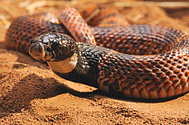 Shield-nose Snake (Aspidelaps scutatus), adult male. Mussina, Limpopo Province, South Africa, April.