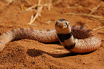 Shield-nose Snake (Aspidelaps scutatus), immature female. Mussina, Limpopo Province, South Africa, April.