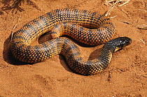 Namib Coral Snake (Aspidelaps lubricus cowlesi) on sand. Aus, Namibia, Southern Africa, April.
