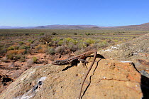 Spotted Sand Lizard (Pedioplanis lineoocellata pulchella) basking on rock in front of desert scrub landscape. Ceres Karoo, Western Cape, South Africa, April.