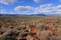 Semi-arid desert in the Tankwa Karoo National Park, Western Cape, South Africa, April 2011.