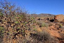 Semi-arid desert in the Ceres Karoo National Park, Western Cape, South Africa, April 2011.