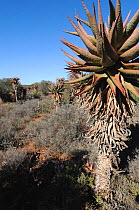 Aloe (Aloe ferox) in Karoo landscape, Gamkaberg Nature Reserve. Little Karoo, Western Cape, South Africa, April 2011.