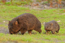 Common Wombat (Vombatus ursinus) mother and baby. Tasmania, Australia, February.