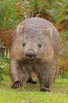 Common Wombat (Vombatus ursinus). Tasmania, Australia, February.