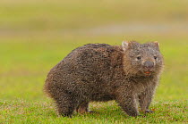 Common Wombat (Vombatus ursinus). Tasmania, Australia, February.