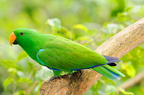 Eclectus Parrot (Eclectus roratus) male. Queensland, Australia, November.