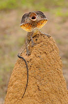 Frilled Lizard (Chlamydosaurus kingii) with its neck frill out as a threat display. Queensland, Australia, November.