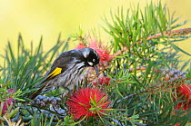 New Holland / Yellow Winged Honeyeater (Phylidonyris novaehollandiae) feeding on nectar. Tasmania, Australia, January.