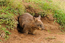 Southern Hairy-nosed Wombat (Lasiorhinus latifrons) adult at burrow entrance - captive. Queensland, Australia, October.