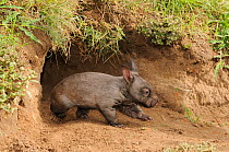 Southern Hairy-nosed Wombat (Lasiorhinus latifrons) juvenile emerging from burrow - captive. Queensland, Australia, October.