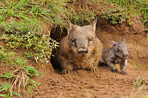 Portrait of Southern Hairy-nosed Wombat (Lasiorhinus latifrons) adult and young at burrow entrance - captive. Queensland, Australia, October. Digital composite.