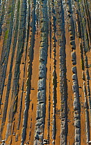 Flysch - a sequence of sedimentary rocks. Sakoneta beach, Deva, Gipuzkoa, The Bay of Biscay, Spain, June.