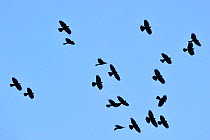 Alpine Chough / Yellow-billed Chough (Pyrrhocorax graculus) flock in flight. Dolomites, Italy, July.
