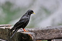 Alpine Chough / Yellow-billed Chough (Pyrrhocorax graculus) perching on wooden fence. Dolomites, Italy, July.