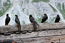 Alpine Chough / Yellow-billed Chough (Pyrrhocorax graculus), flock perching on wooden fence. Dolomites, Italy, July.