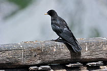 Alpine Chough / Yellow-billed Chough (Pyrrhocorax graculus), juvenile perching on wooden fence. Dolomites, Italy, July.