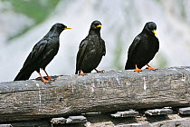 Alpine Choughs / Yellow-billed Choughs (Pyrrhocorax graculus) perching on wooden fence. Dolomites, Italy, July.