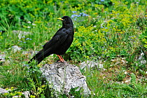 Alpine Chough / Yellow-billed Chough (Pyrrhocorax graculus) perching on rock in alpine meadow. Dolomites, Italy, July.