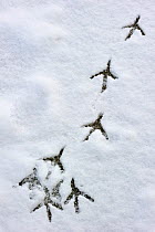 Grey Heron (Ardea cinerea) footprints in snow. Belgium, December 2010.