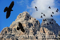 Alpine Chough / Yellow-billed Chough (Pyrrhocorax graculus) flock in flight against mountains, Dolomites, Italy. Digital composite.