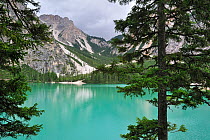 Pine trees and mountains surrounding the turquoise water of lake Lago di Braies / Pragser Wildsee in the Dolomites, Italy July 2010.