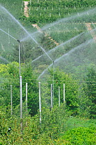 Apple tree orchard with sprinklers irrigating, Val di Non, Dolomites, Italy, July 2010.