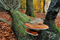 Tinder bracket fungus / Hoof fungus / Tinder polypore / Horse's hoof (Fomes fomentarius) on fallen tree trunk in autumn Beech forest. Ardennes, Belgium, November.