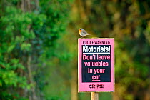 Robin (Erithacus rubecula) perched on car park sign at Egleton Bird watching centre, Rutland Water, Rutland, UK, April 2011
