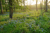 Woodland Forget-me-nots (Msotis sylvatica) flowering in woodland, Rutland Water, Rutland, UK, April 2011