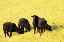 Hebridean sheep (Ovis aries) grazing, used to graze bunds and dams at Rutland Water, Rutland, UK, April