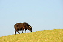 Hebridean sheep (Ovis aries) ram grazing, used to graze bunds and dams at Rutland Water, Rutland, UK, April