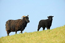 Hebridean sheep (Ovis aries) ram and lamb grazing, used to graze bunds and dams at Rutland Water, Rutland, UK, April