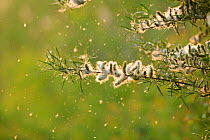 Willow (Salix fragilis) seed dispersal, Rutland Water, Rutland, UK, April