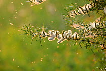 Willow (Salix fragilis) seed dispersal, Rutland Water, Rutland, UK, April