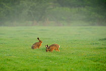Two European hares (Lepus europaeus) on grassland, Anglian Bird Watching Centre, Rutland Water, Rutland, UK, April