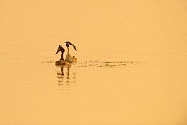 Great crested grebe (Podiceps cristatus) pair displaying on water at dawn, Rutland Water, Rutland, UK, April. Photographer quote: 'During the Rutland Water 2020VISION iWitness I was really struggling...