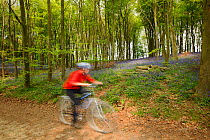 Young woman cycling in bluebell woods round Rutland Water, Rutland, UK, April 2011, Model released.