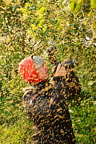 Young woman photographing swarm of Greenfly (winged aphids) Rutland Water, Rutland, UK, April 2011. Model released.
