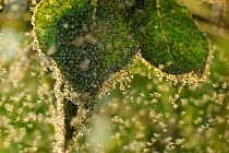 Swarm of Greenfly (winged aphids), Rutland Water, Rutland, UK, April