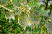 Swarm of Greenfly (winged aphids), Rutland Water, Rutland, UK, April